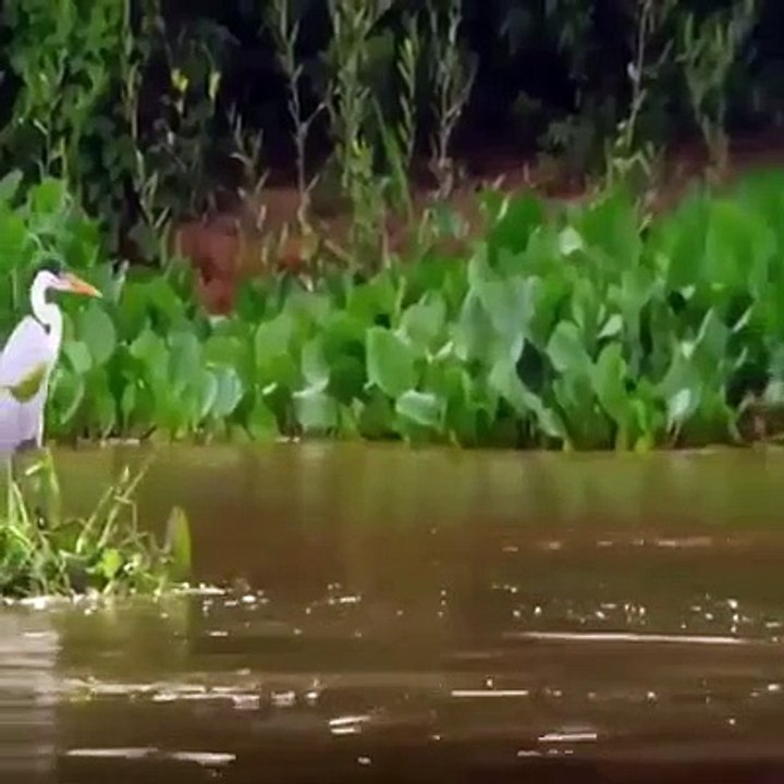 Crocodile vs Lion