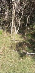 Bushwalker Stumbles Upon Giant Snake