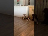 Doggy Doesn’t Like Staying at Daycare