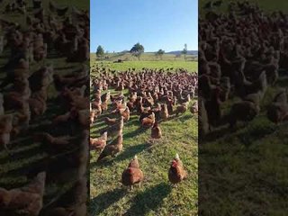 Chickens Rounded up in One Easy Step