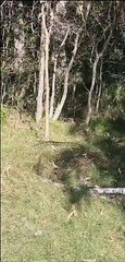 Bushwalker Stumbles Upon Giant Snake