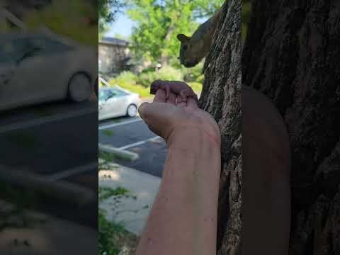 Mama Squirrel Adopts Orphaned Baby