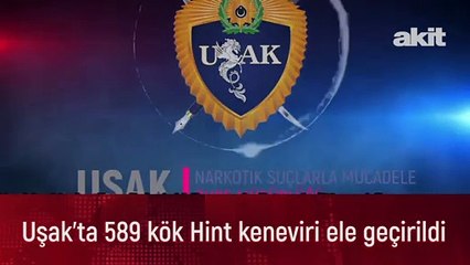 Uşak'ta 589 kök Hint keneviri ele geçirildi