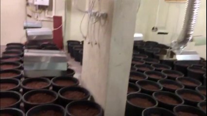 Uşak'ta bir evde saksılarda ekili 589 kök Hint keneviri ele geçirildi