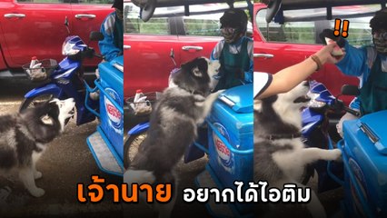เอ็นดู ! ลูกค้า 4 ขา โวยวายใส่คนขายยกใหญ่ เจ้านายผมอยากได้ไอติม