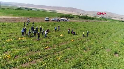 ELAZIĞ'DAKİ HASADI YAPILAN KAVUN VE KARPUZ 81 İLE GÖNDERİLECEK