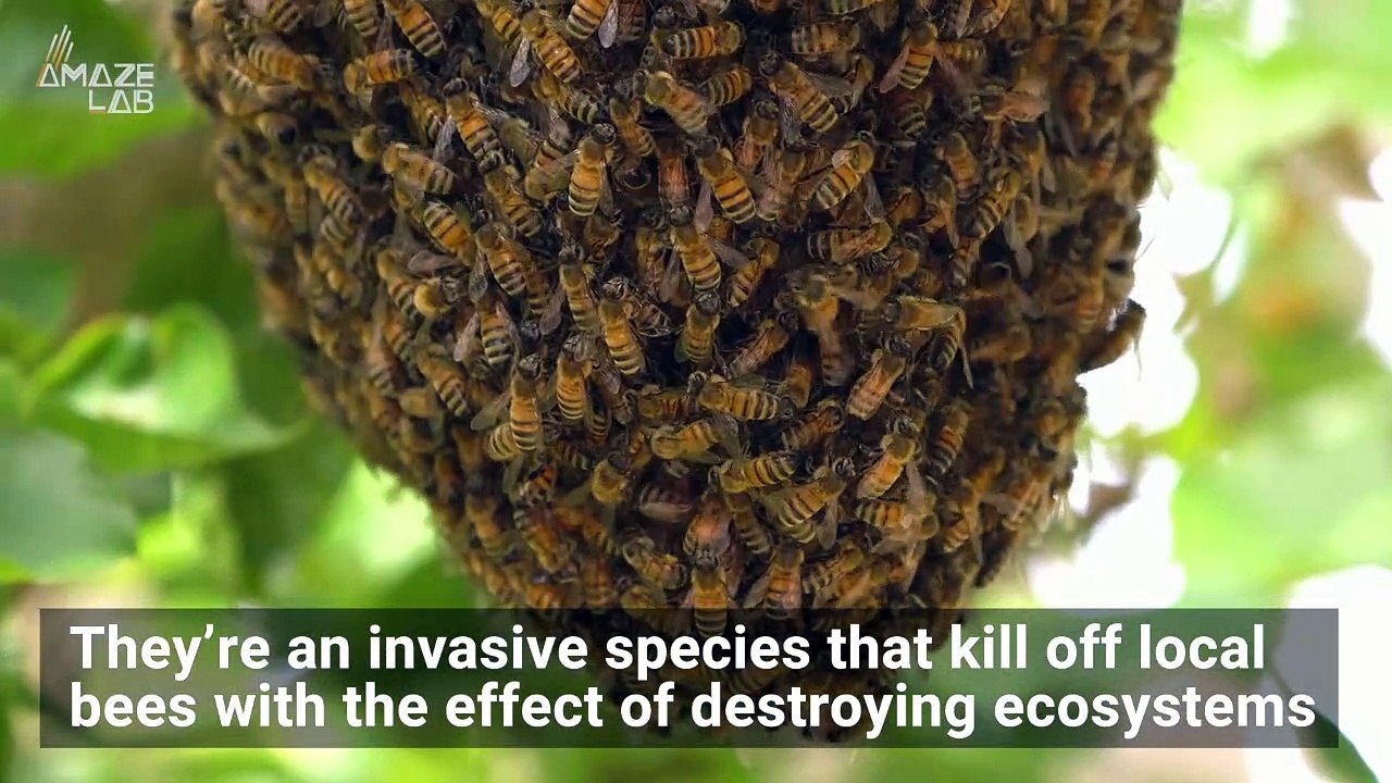 These Traps Could Be Our Best Weapon Against Murder Hornets