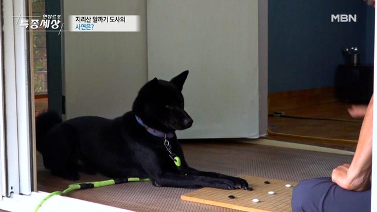 알까기 하는 강아지가 있다?!