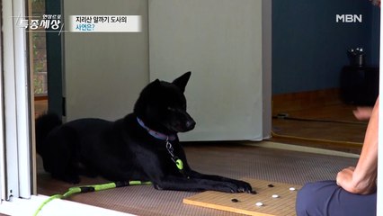 알까기 하는 강아지가 있다?!