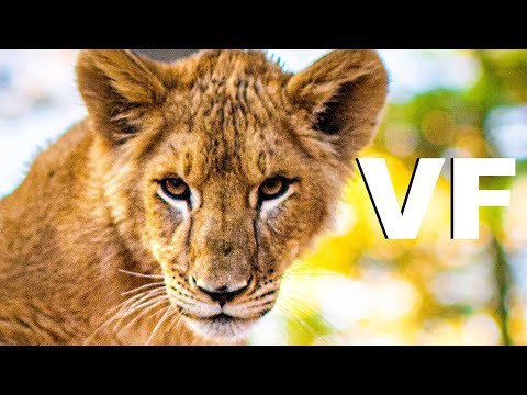 LE LOUP ET LE LION Bande Annonce VF (2021) Gilles de Maistre