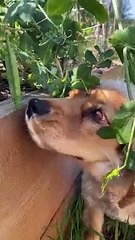 Puppy Raiding the Garden