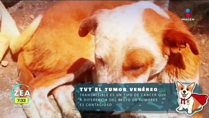 "El Jardín de Homero" rescata y pone en adopción a perritos