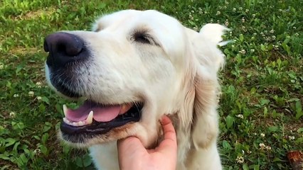 Doggy lifesavers helping fellow pets