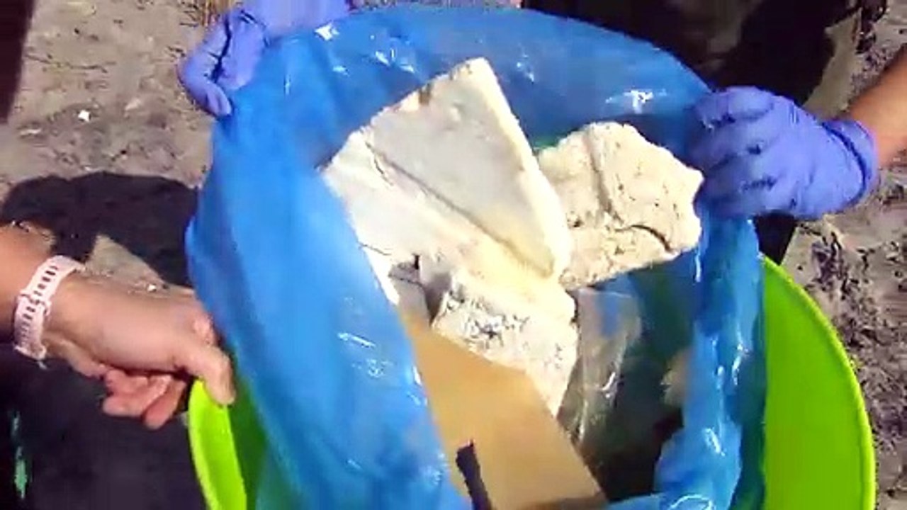 Sanitarios con la ayuda de burros limpian las playas de Doñana