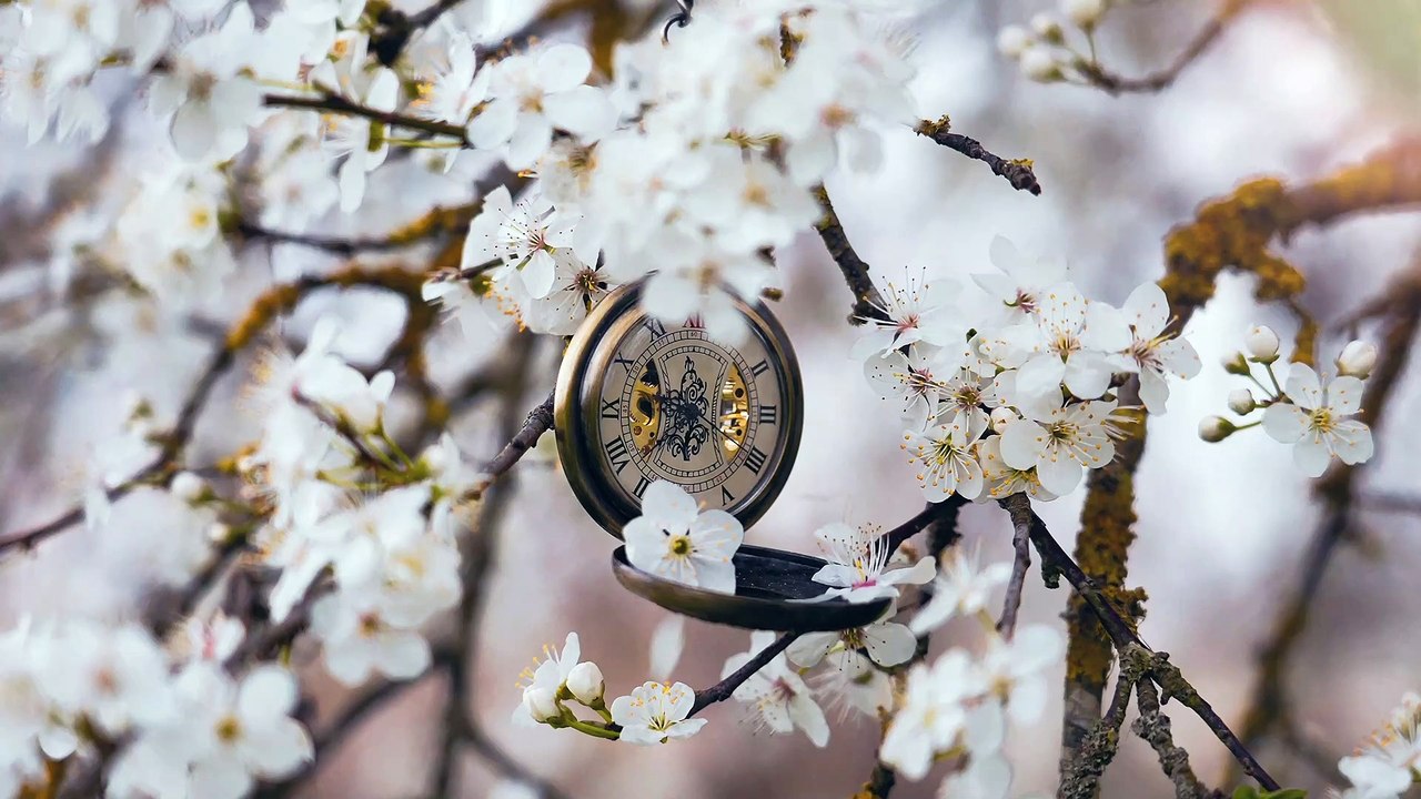Flowers - 68363