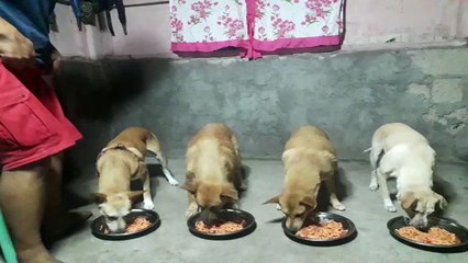 Cute Pups Say Grace Before Their Meal