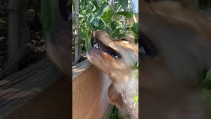 Puppy Raiding the Garden