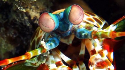 ١٠حيوانات بقدرات خارقة لاتصدق.... _ رقم ٣ يستطيع محاربة السرطان_ ستشاهدها لأول مرة _ (الجزء الثاني)(72