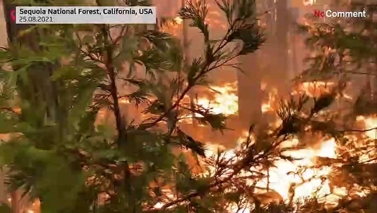 Feuer im Land der Riesenbäume