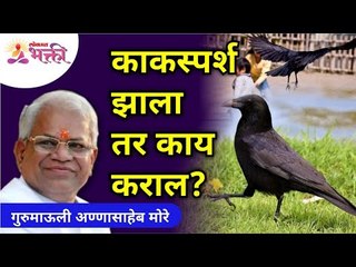 काकस्पर्श झाला तर काय कराल? What should you do if you touch a Crow? Gurumauli Annasaheb More