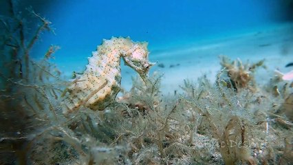 Seahorse Searches for Food