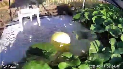 Il filme la croissance de sa citrouille géante... Belle bête