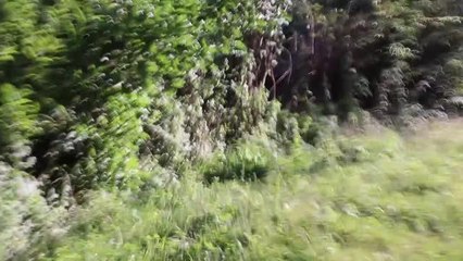 Yolculuk ettikleri otobüsün arıza yapması sonrası ormana kaçan 16 yabancı uyruklu yakalandı