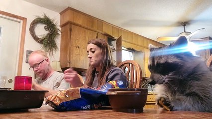 Raccoon Eats Crunchy Snacks at Family Dinner