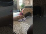 Pig Really Wants to Play with Pup