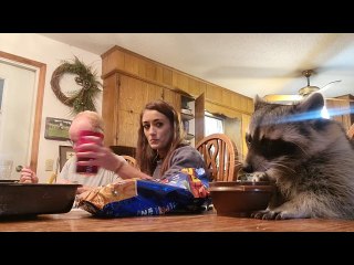 Raccoon Eats Crunchy Snacks at Family Dinner
