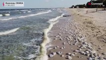 شاهد: قناديل البحر تغزو الشواطئ الشمالية لشبه جزيرة القرم