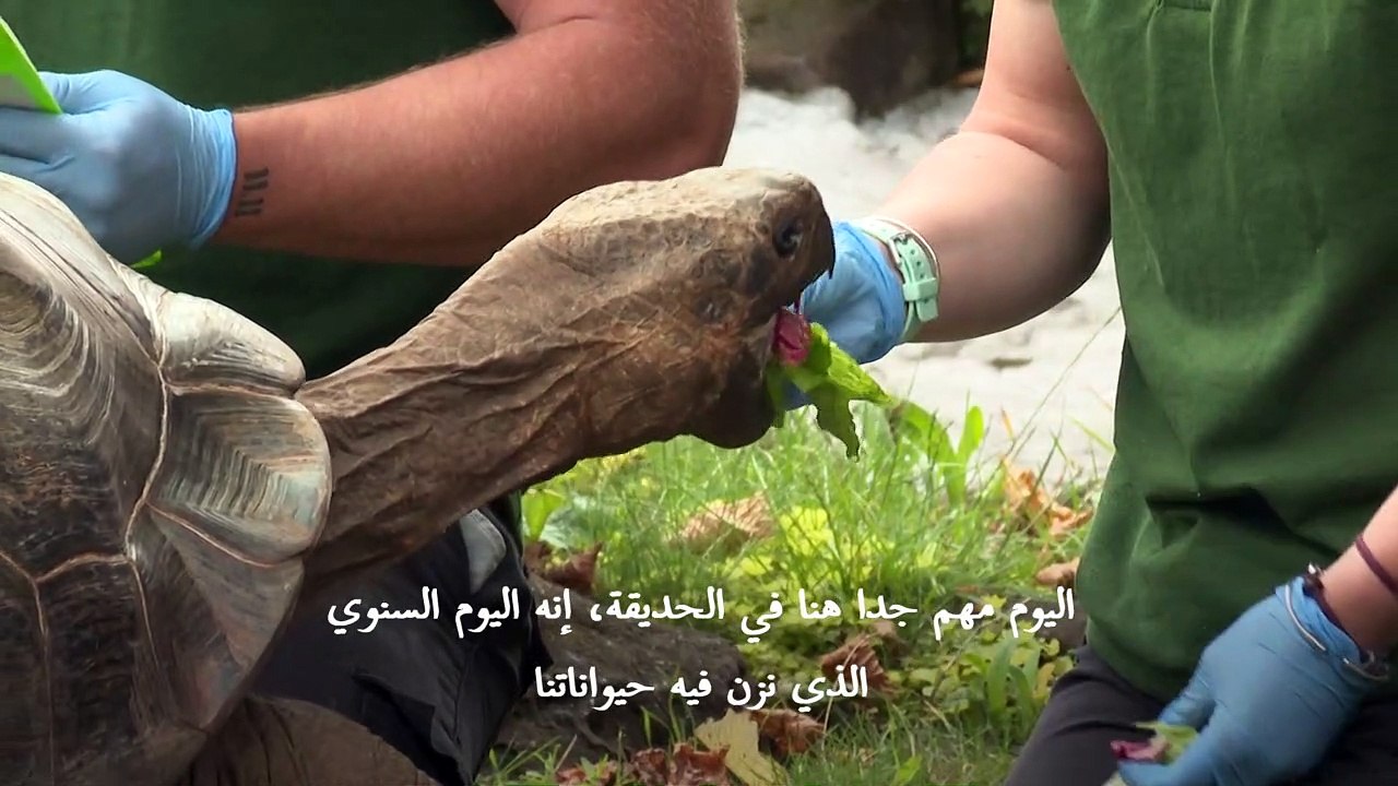 الحيوانات تقف على الميزان في يوم القياس السنوي في حديقة حيوانات لندن