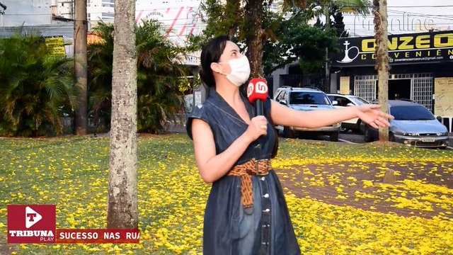 Sucesso nas redes sociais e nas ruas, ipês são atração;