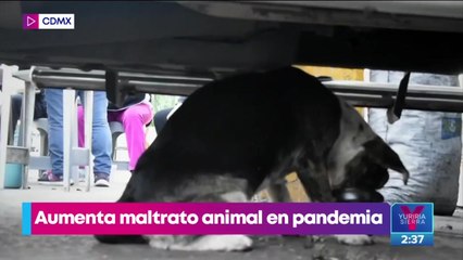 Aumenta 26.8% el maltrato animal en la CDMX durante pandemia