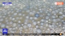 [이슈톡] 물 반 해파리 반…크림반도 해안 덮친 해파리 떼