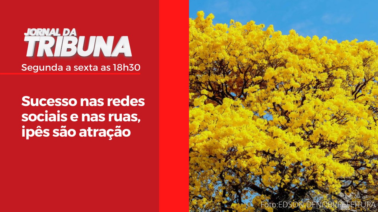 Sucesso nas redes sociais e nas ruas, ipês são...