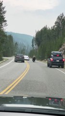 Lone Bison Holds Up Traffic
