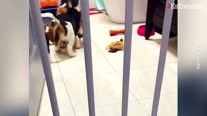 Adorable perrito comparte de su comida con su madre