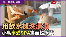 用飲水機洗澡！小鳥享受玩水樂趣看了超療癒