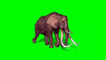 Green screen animal elephant video