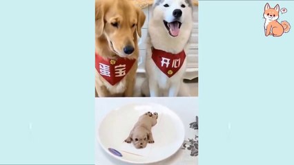 You will laugh at all the DOGS  Funny DOG Videos