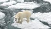 Polar bear makes its way across an ice floe in northern Russia