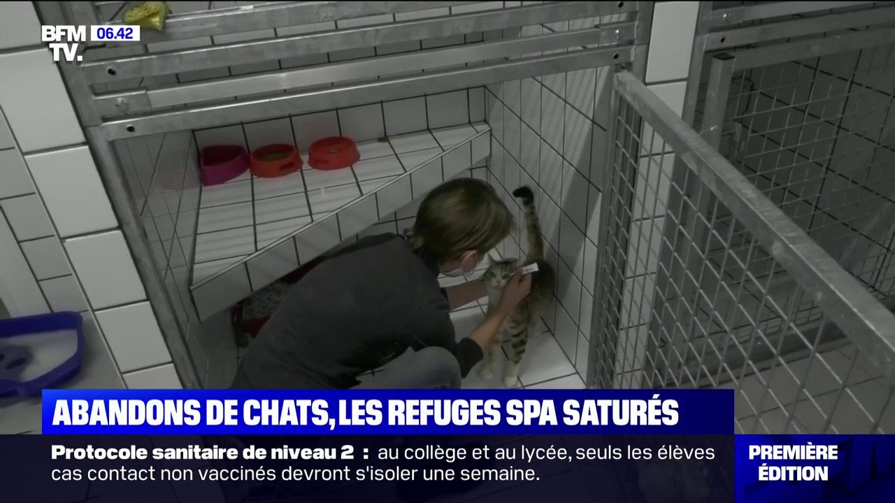 Les refuges de la SPA saturés par l'arrivée de chats abandonnés