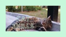 FUNNY CAT Videos Try Not To Laugh IMPOSSIBLE (Clean) ||CAT SKILLS