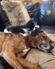 Dog And Cat Laro