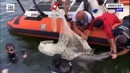 Baby dolphin trapped in a net rescued by Italian coast guards