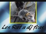 Les Rat de dj fcas