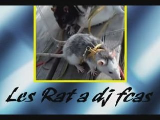 Les Rat de dj fcas