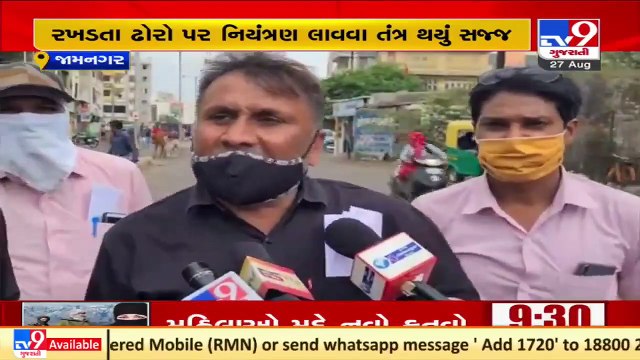 Team of Jamnagar Municipal Corporation along with cops on toes to catch stray cattle _ TV9News