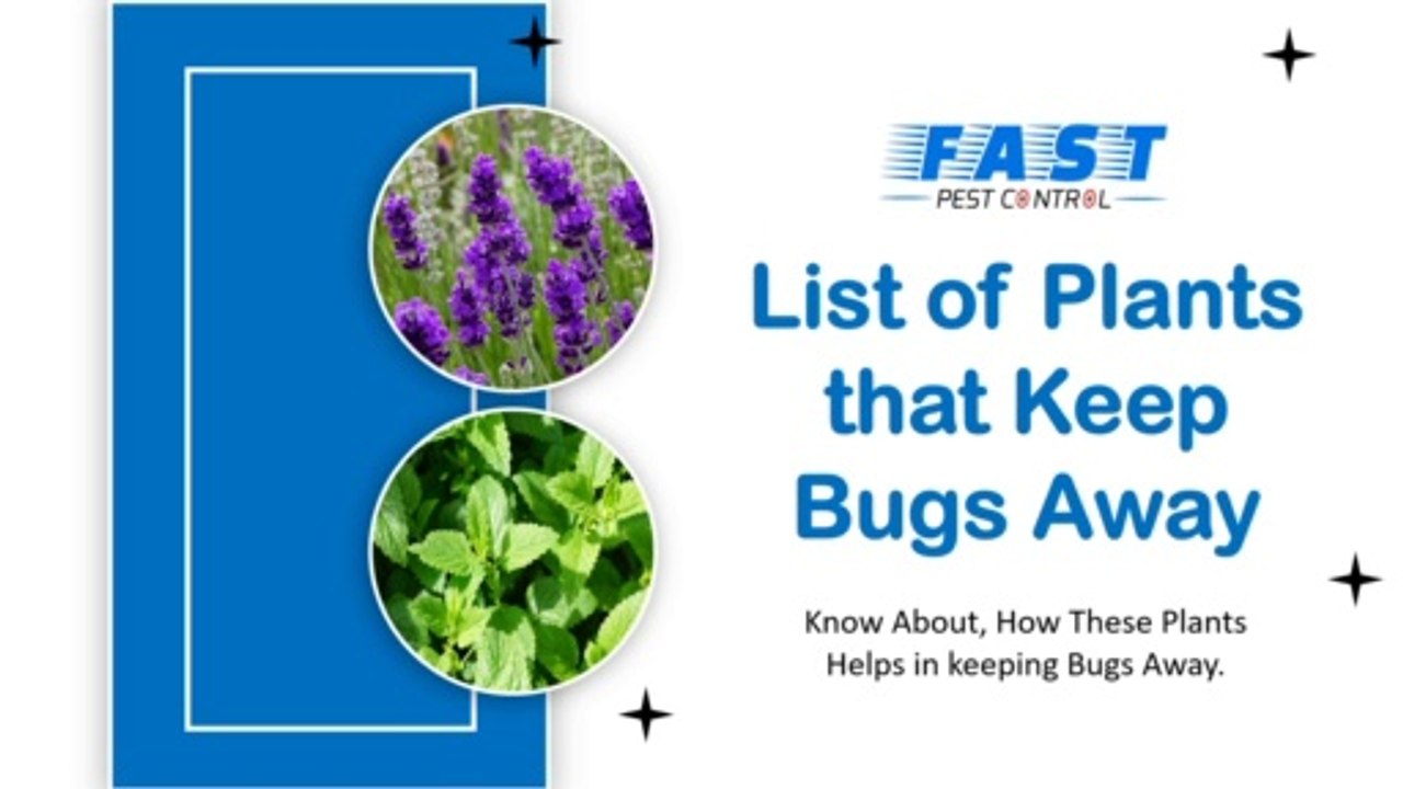 List of Plants that Keep Bugs Away | Pest Control Tips | Fast Pest Control